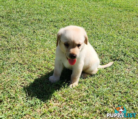 Labrador Puppies Available 19th March