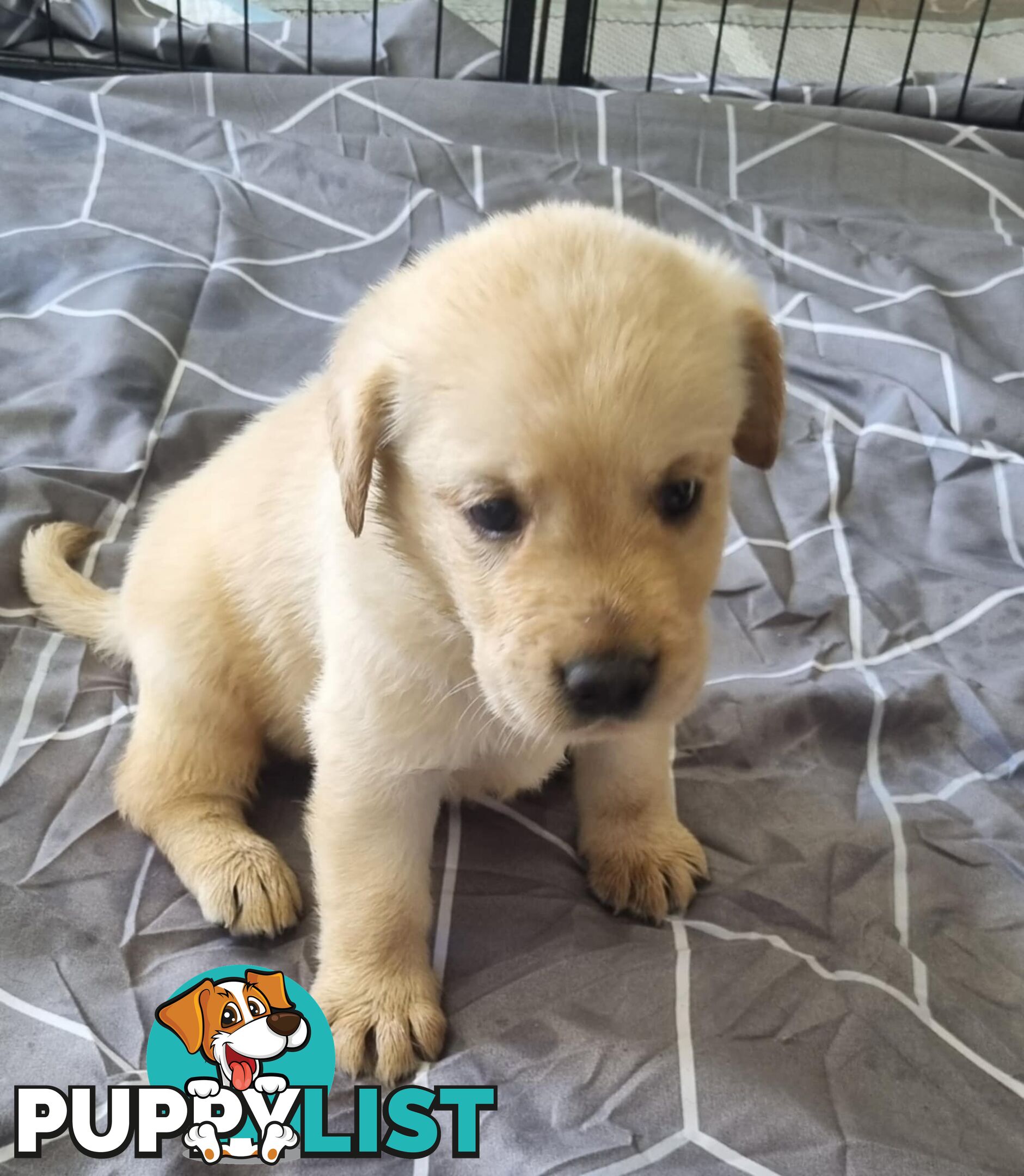 Labrador Puppies Available 19th March