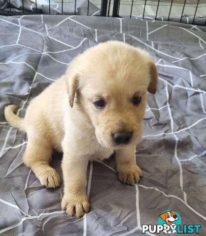 Labrador Puppies Available 19th March