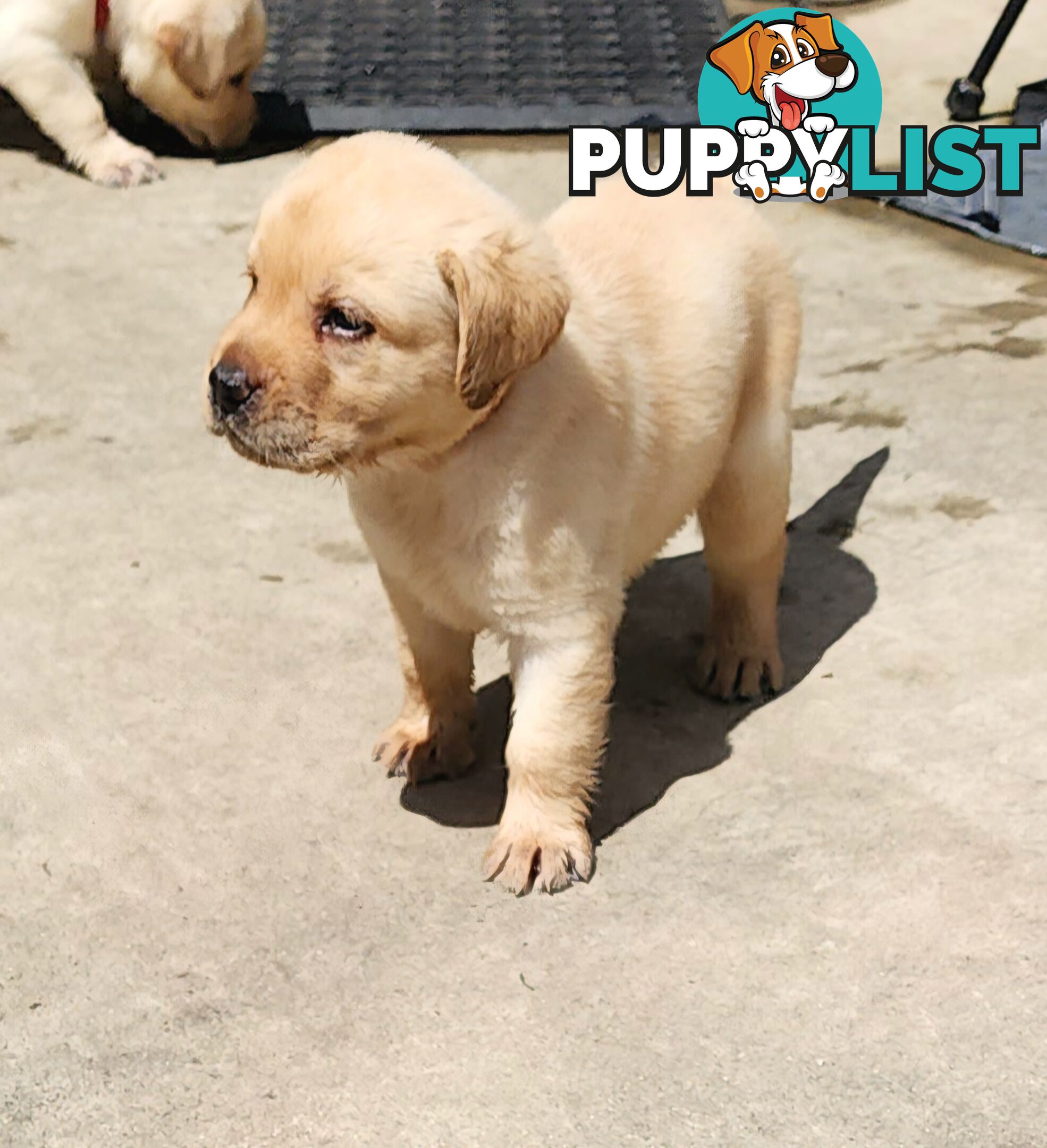 Labrador Puppies Available 19th March