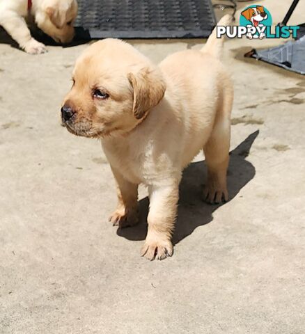 Labrador Puppies Available 19th March