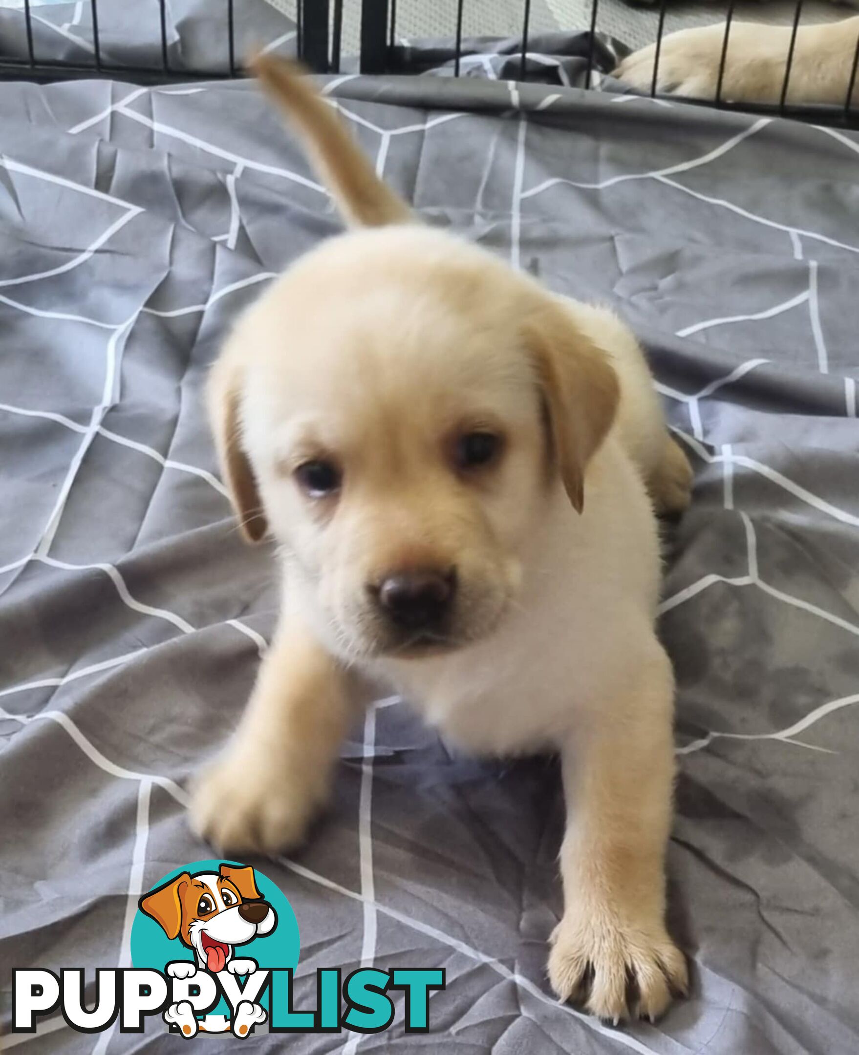 Labrador Puppies Available 19th March