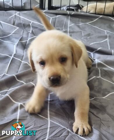 Labrador Puppies Available 19th March