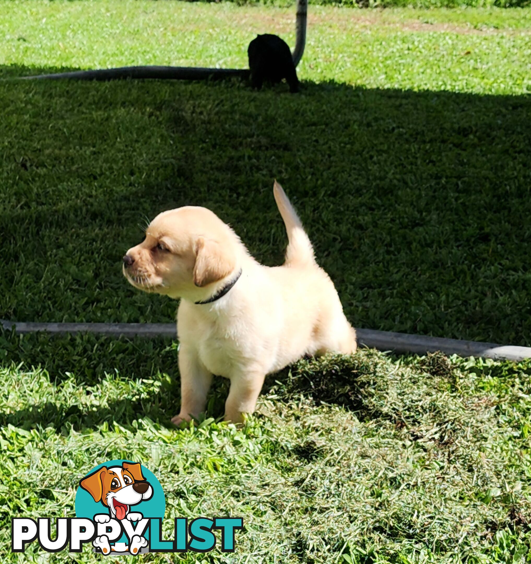 Labrador Puppies Available 19th March