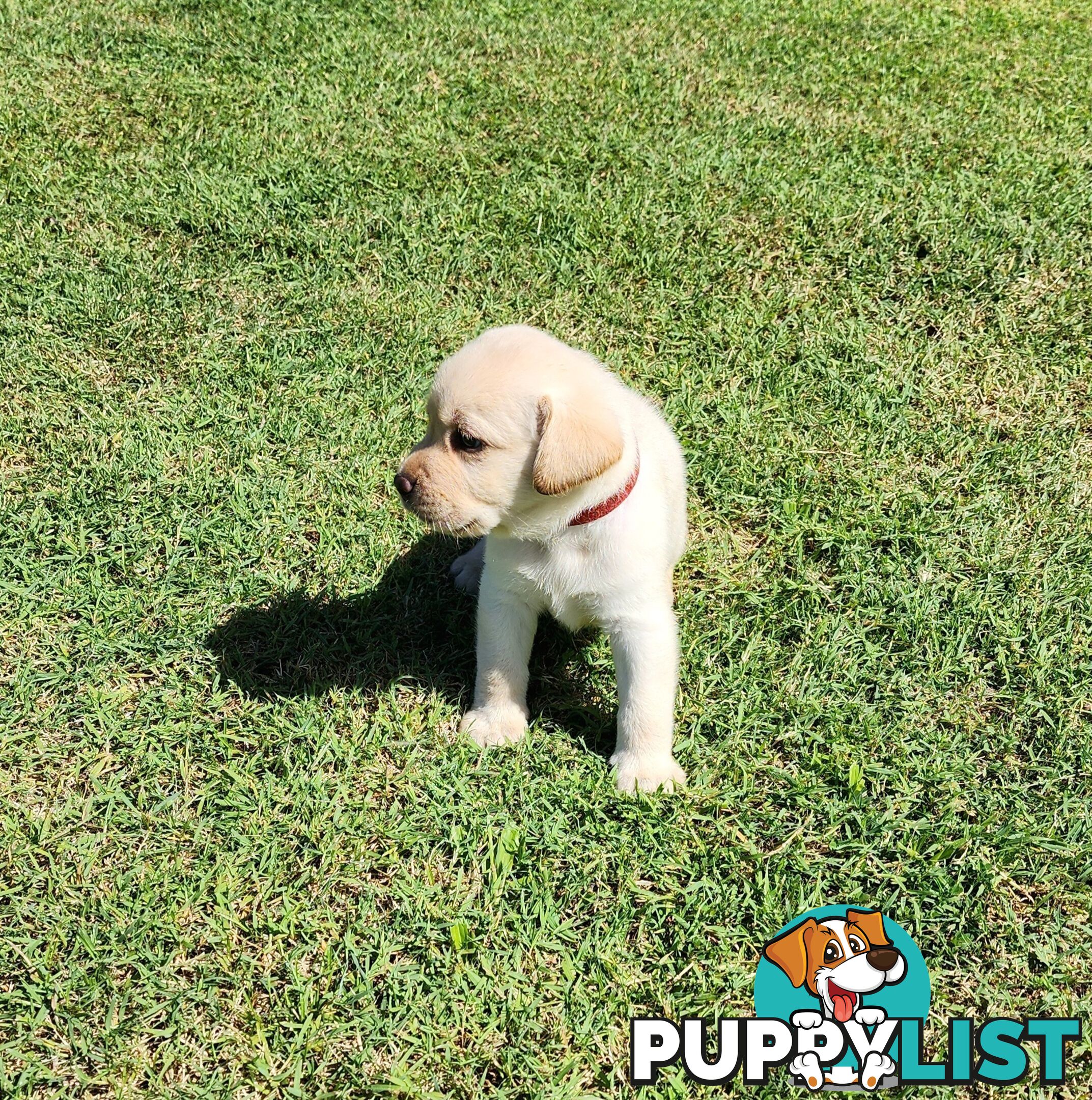 Labrador Puppies Available 19th March