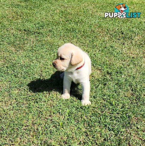 Labrador Puppies Available 19th March