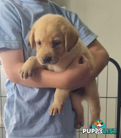 Labrador Puppies Available 19th March