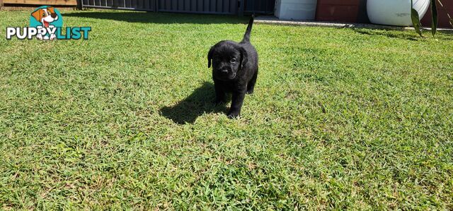 Labrador Puppies Available 19th March