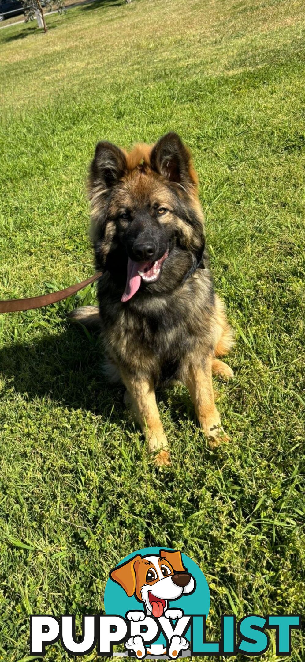Male German Shepherd