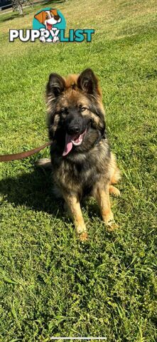 Male German Shepherd