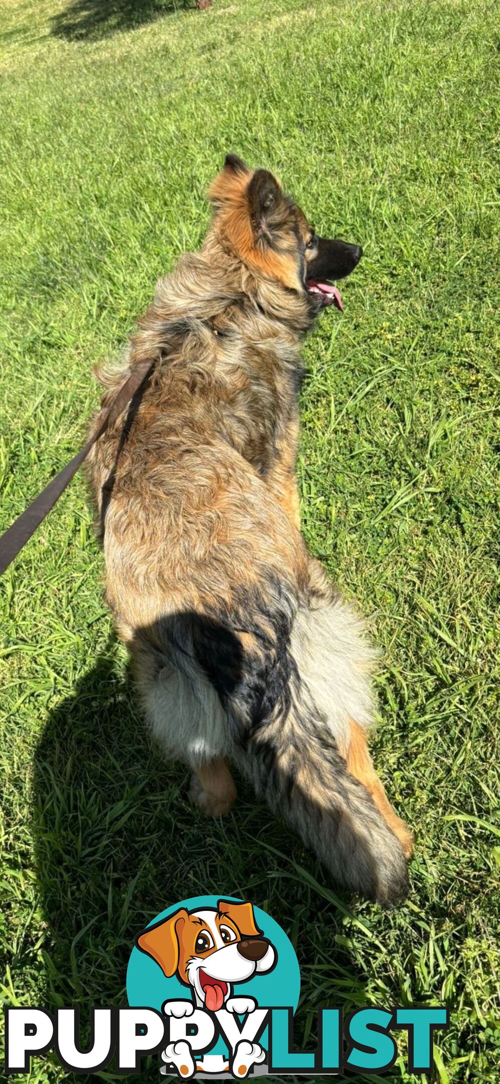 Male German Shepherd