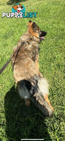 Male German Shepherd