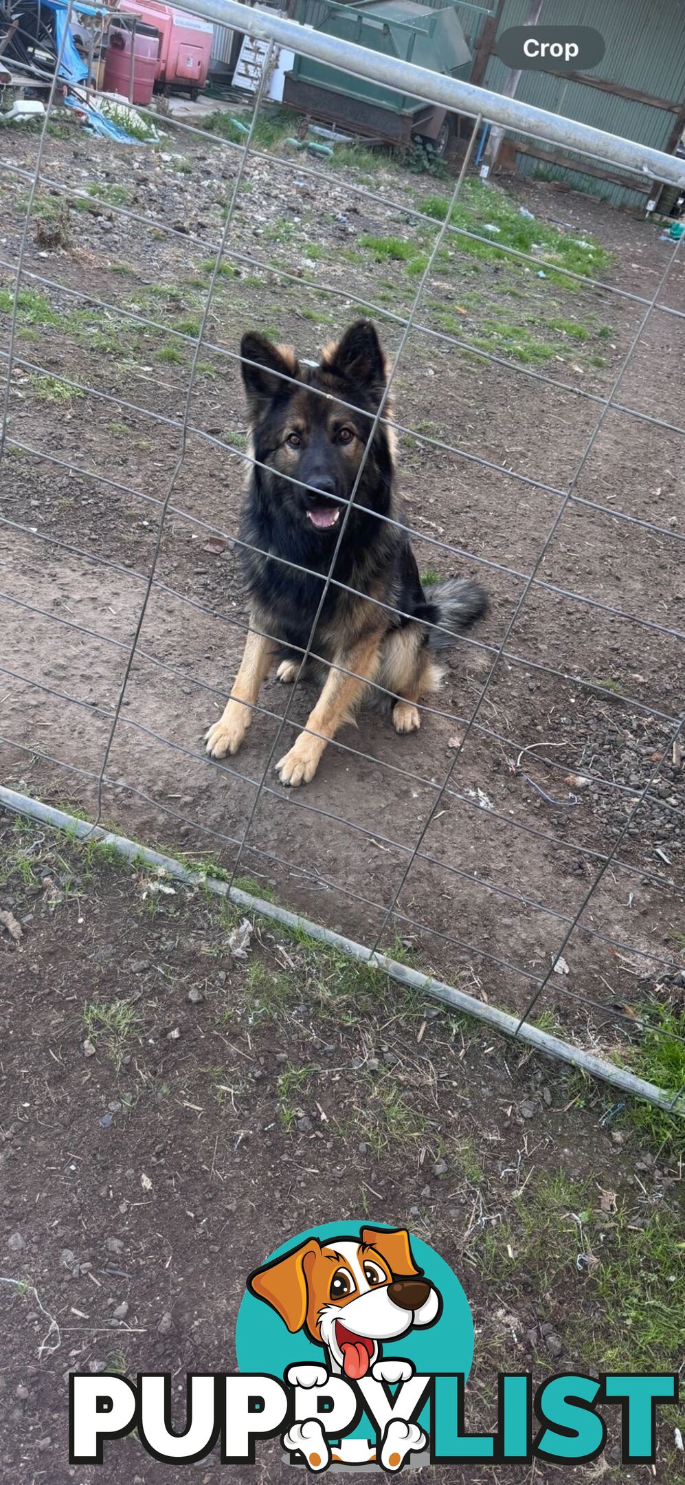 Male German Shepherd