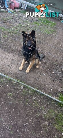 Male German Shepherd