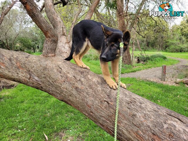 K&#246;nig - Pure Bred German Shepherd Dog