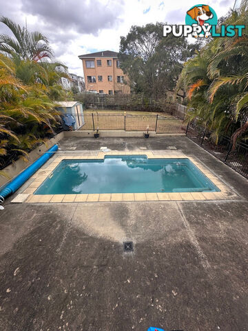 42 Grantson Street WINDSOR QLD 4030