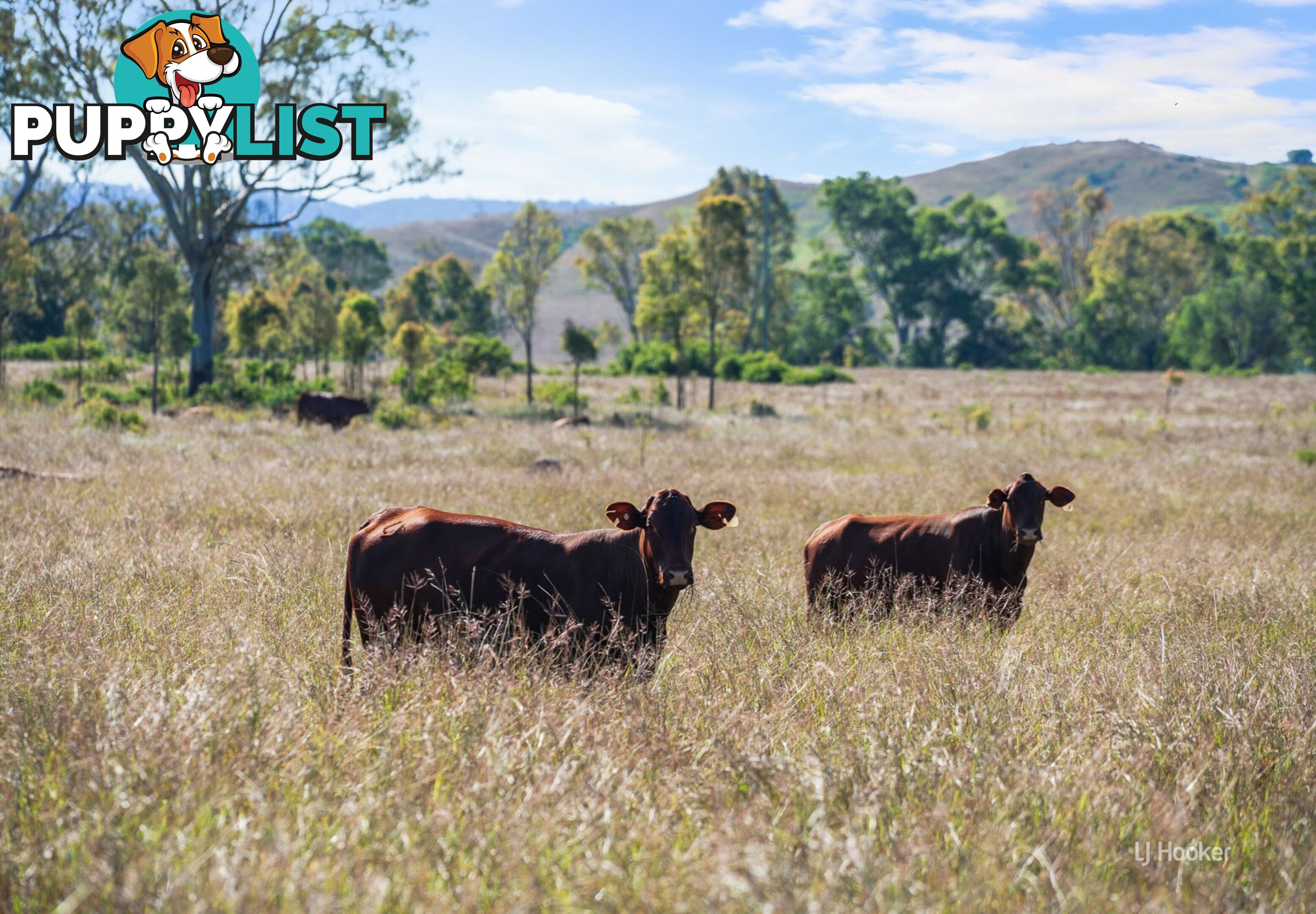 Lot 113 Glenhowden Road COLINTON QLD 4314