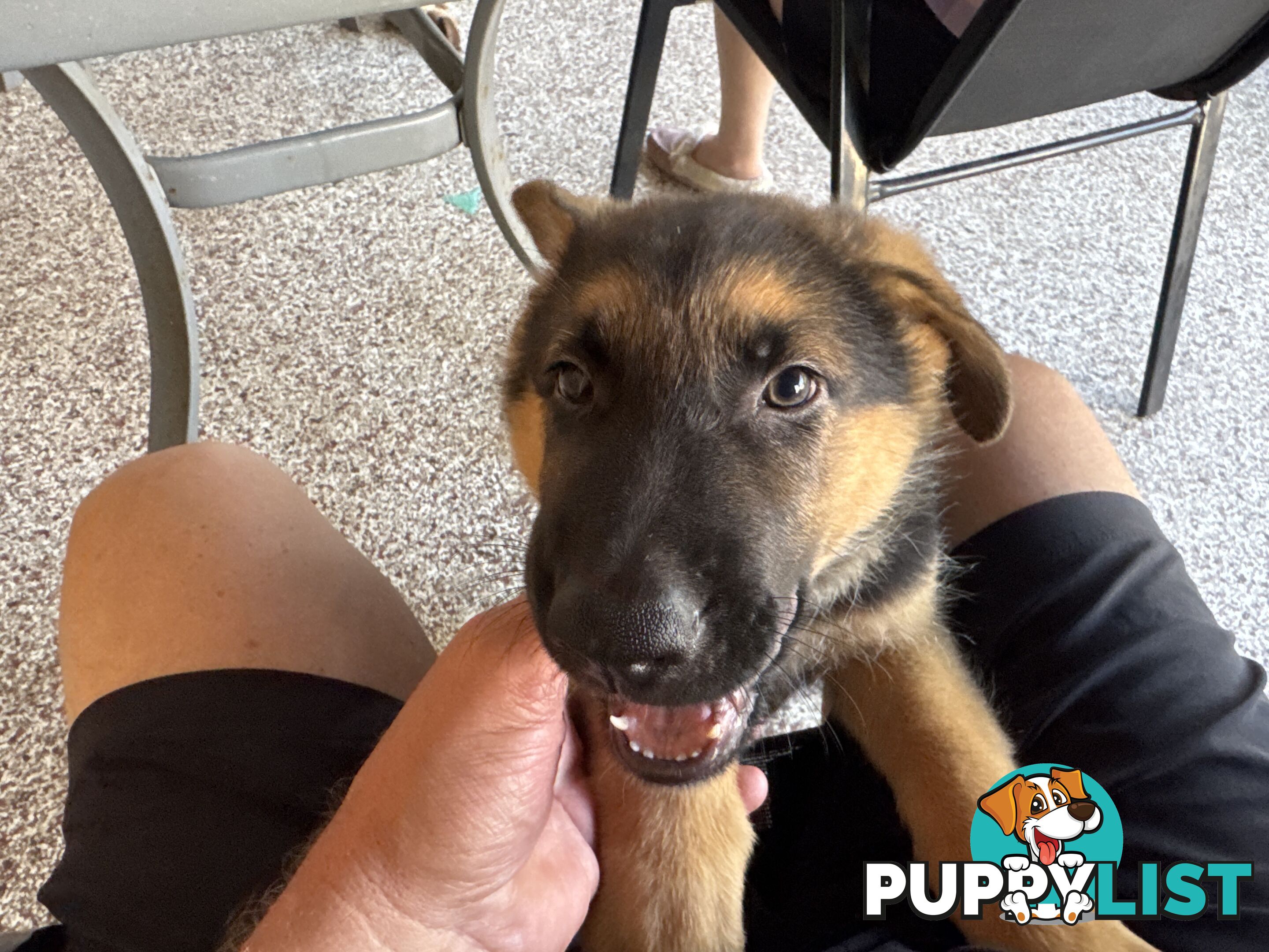 German Shepard puppies.