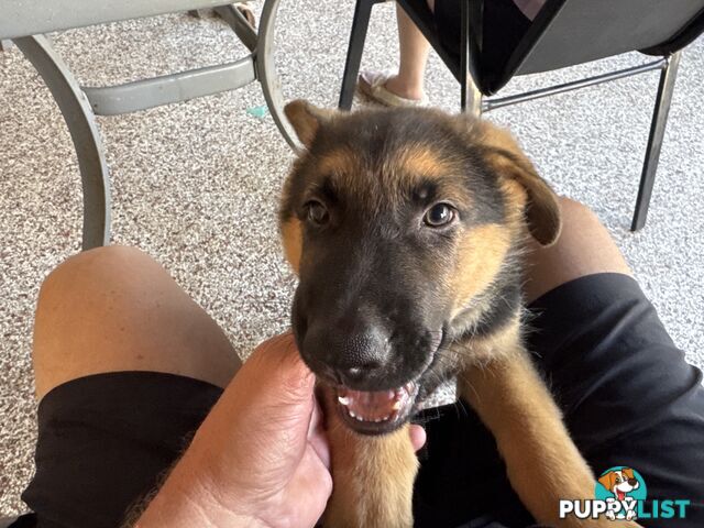 German Shepard puppies.