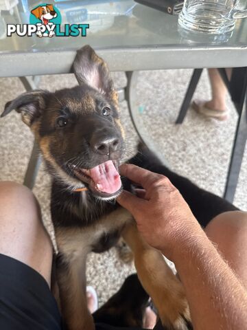 German Shepard puppies.