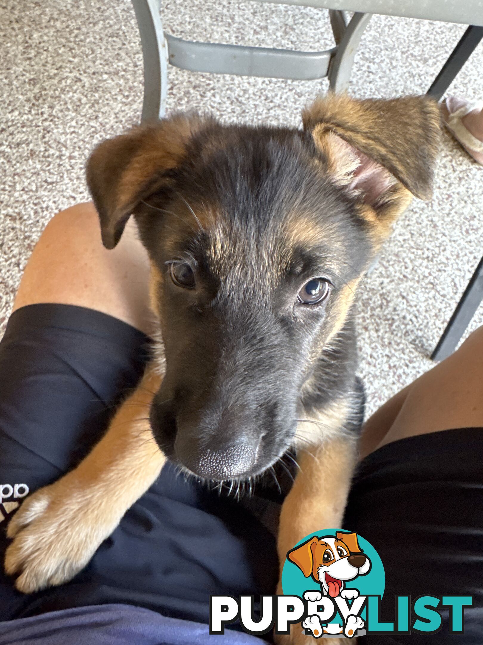 German Shepard puppies.