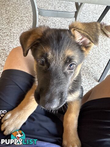 German Shepard puppies.