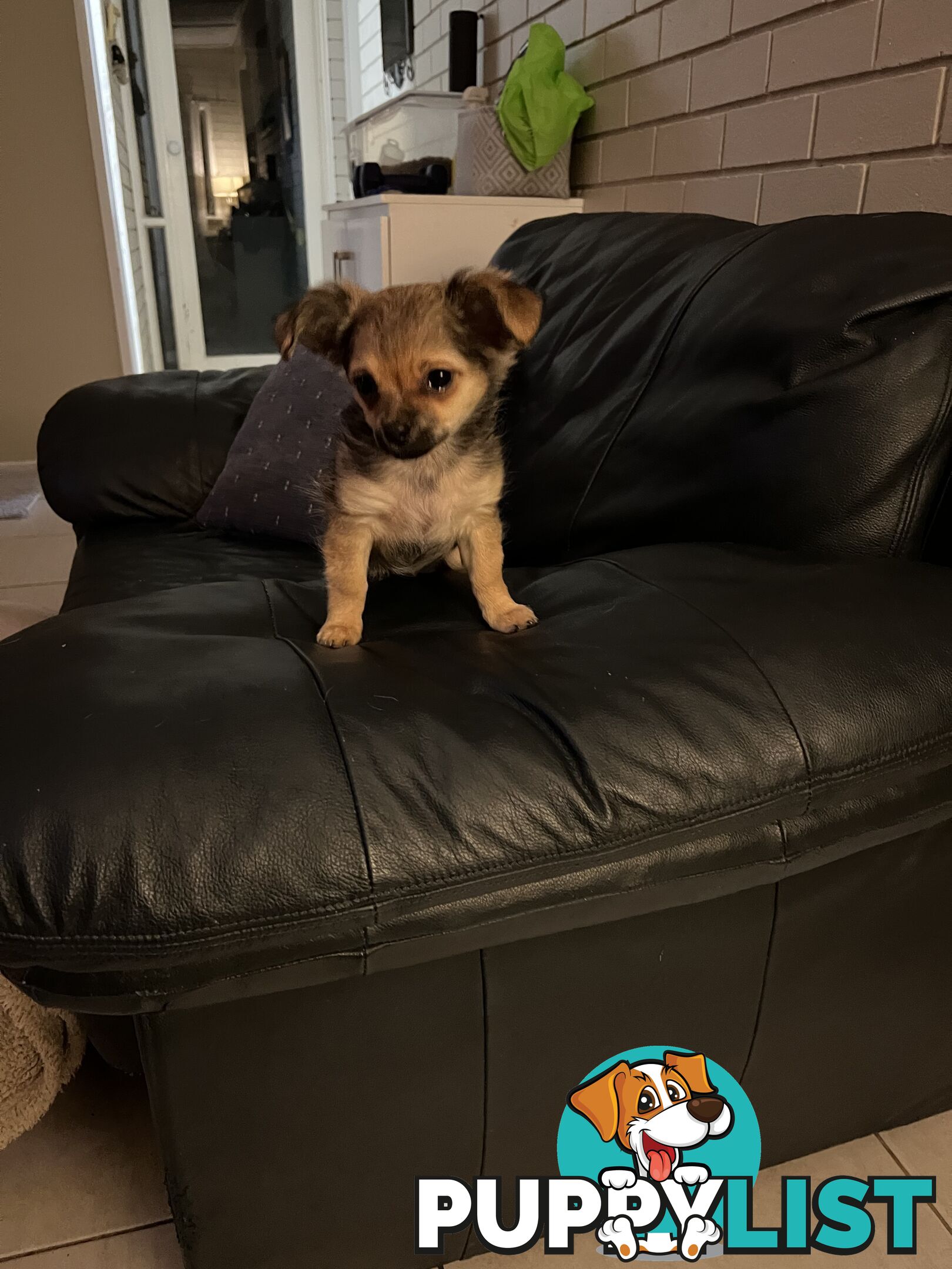 Chihuahua Puppies Long Haired