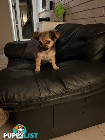 Chihuahua Puppies Long Haired