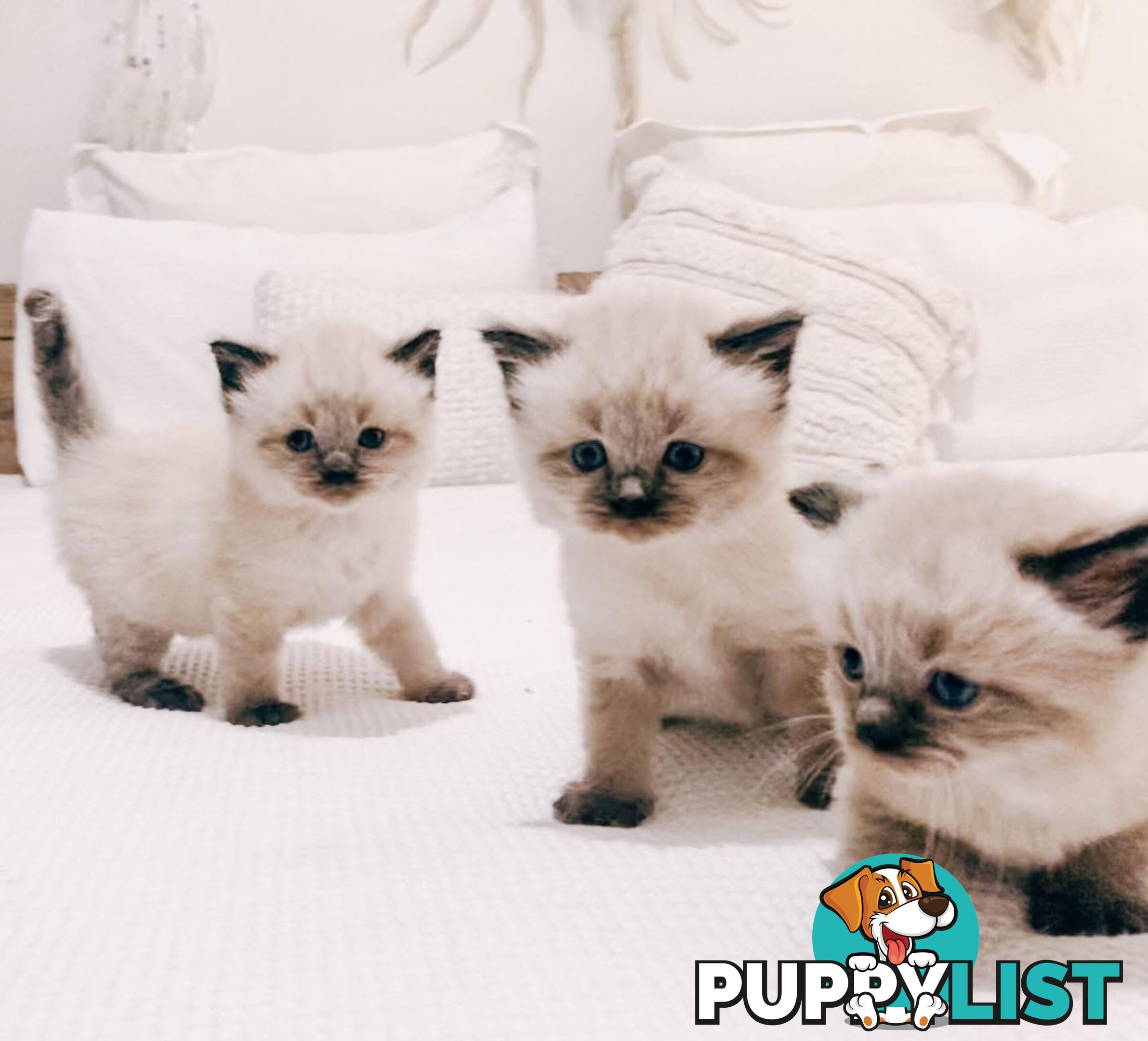 Fluffy Ragdoll kittens for sale