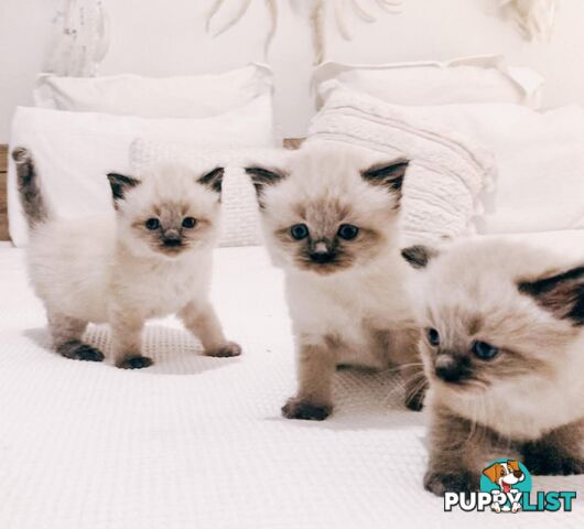 Fluffy Ragdoll kittens for sale