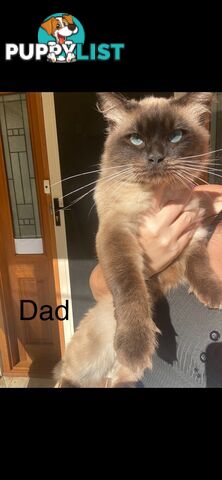 Fluffy Ragdoll kittens for sale