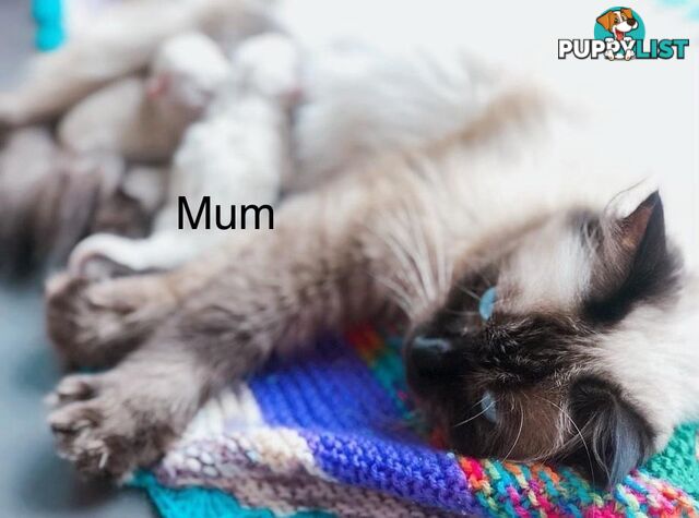 Fluffy Ragdoll kittens for sale
