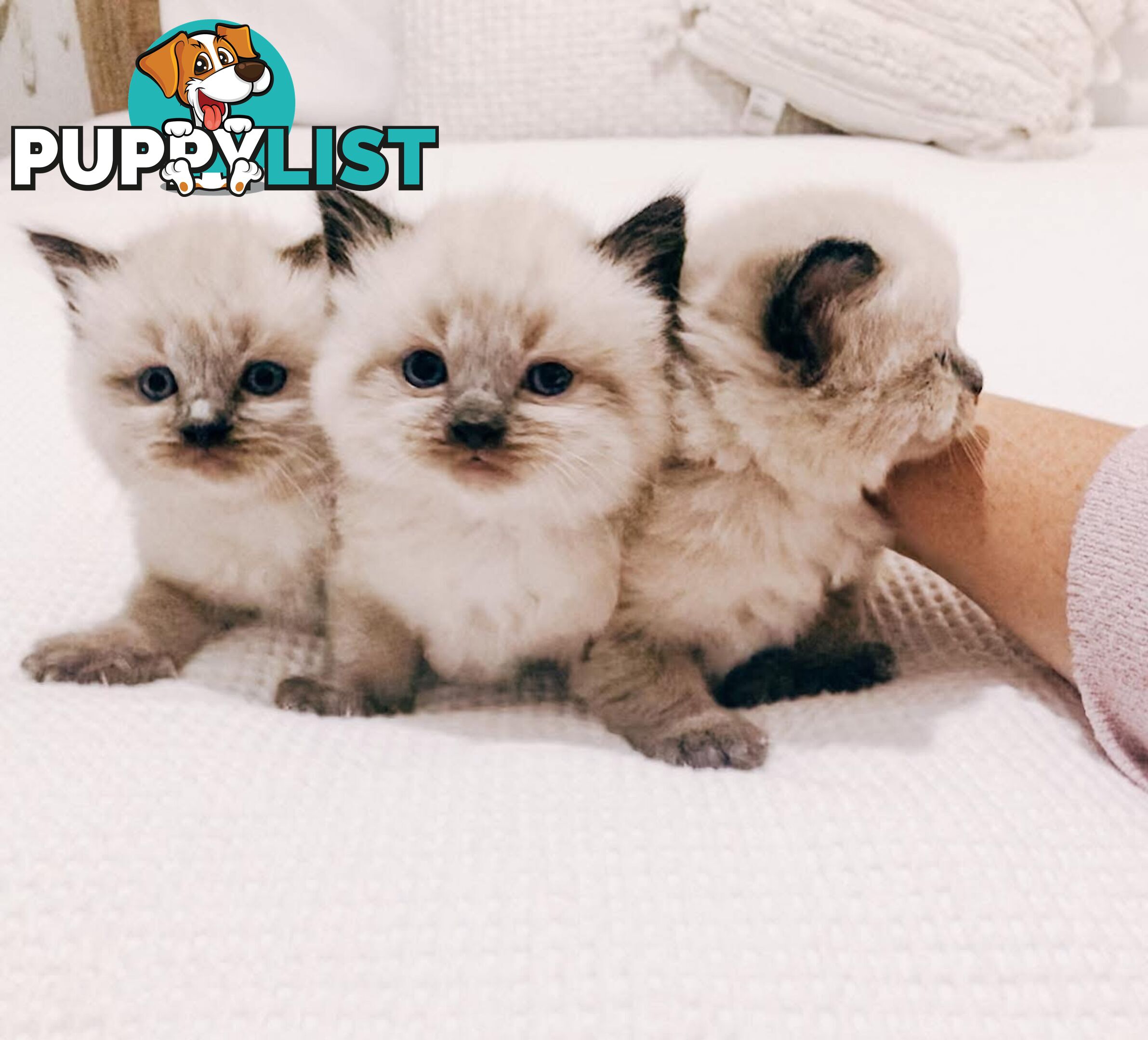 Fluffy Ragdoll kittens for sale