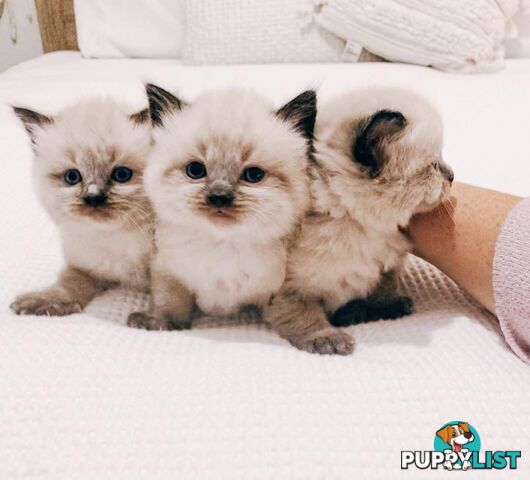 Fluffy Ragdoll kittens for sale