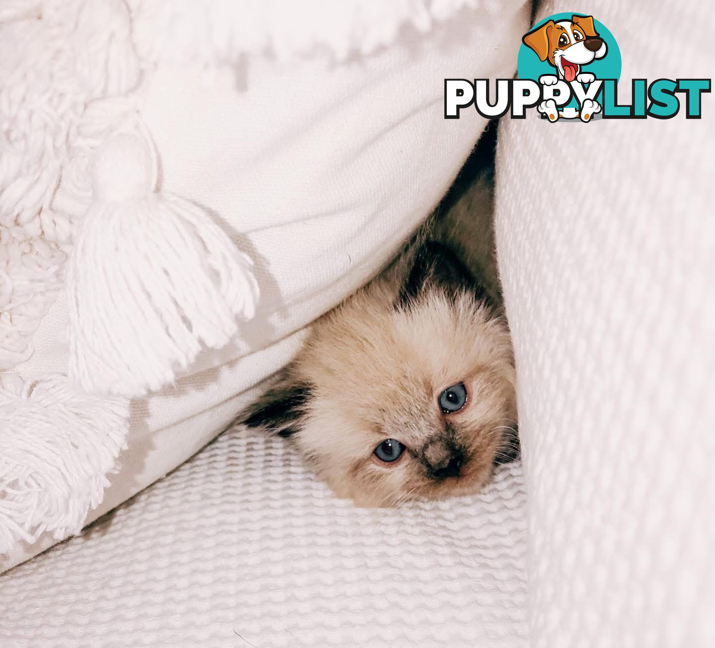 Fluffy Ragdoll kittens for sale
