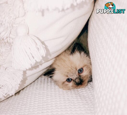 Fluffy Ragdoll kittens for sale