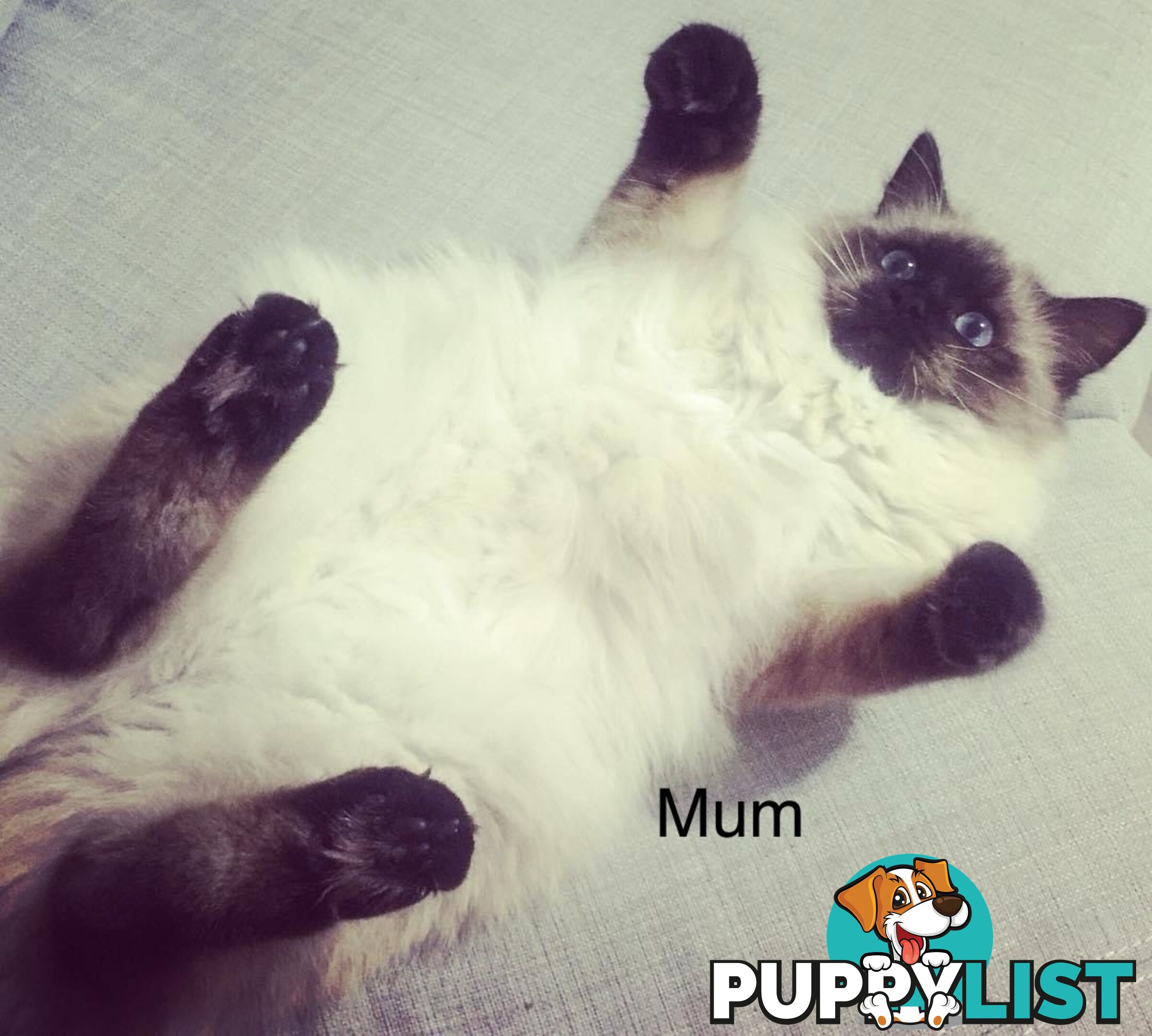 Fluffy Ragdoll kittens for sale