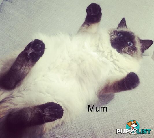 Fluffy Ragdoll kittens for sale