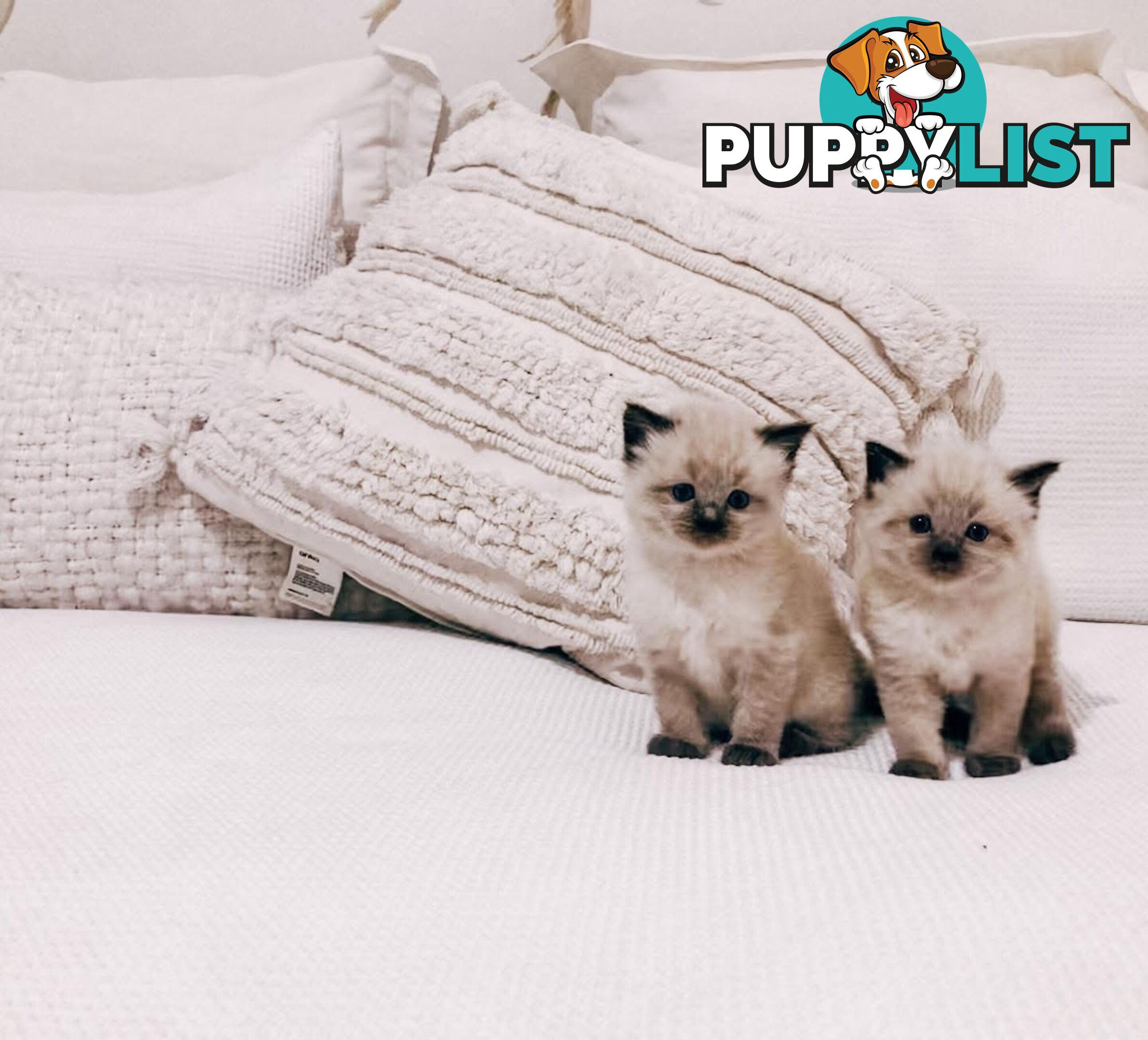 Fluffy Ragdoll kittens for sale