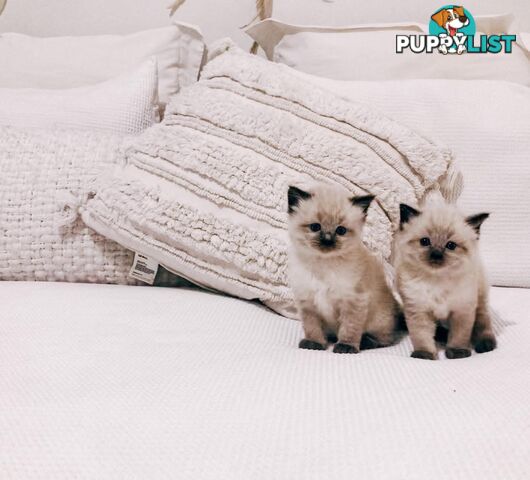 Fluffy Ragdoll kittens for sale