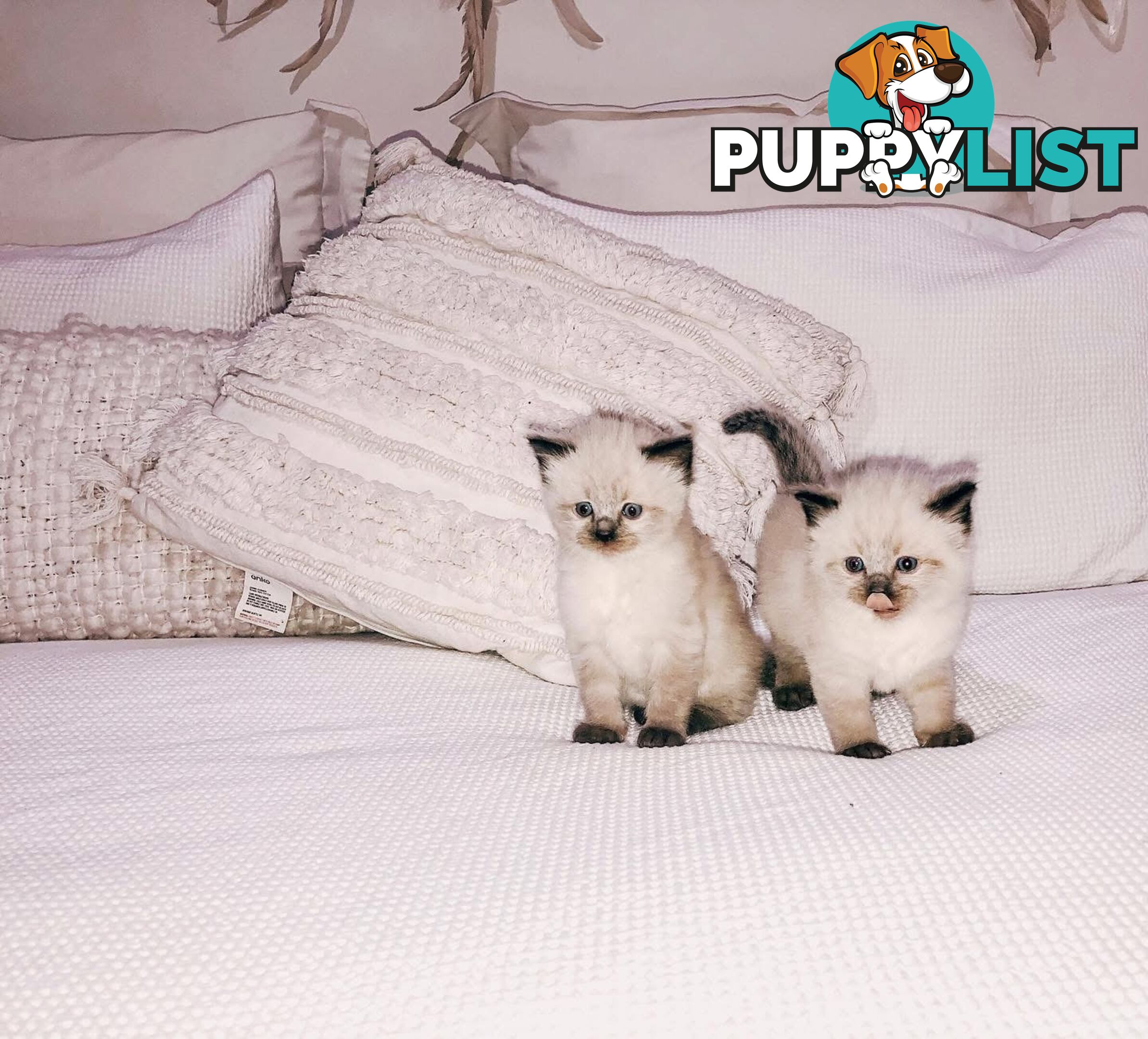 Fluffy Ragdoll kittens for sale