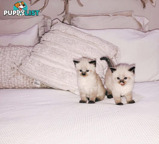 Fluffy Ragdoll kittens for sale