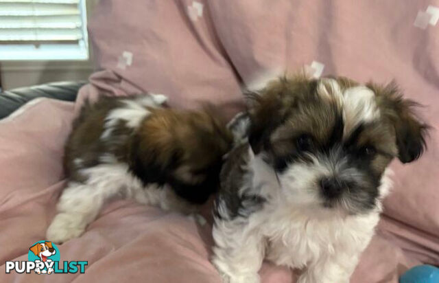 Adorable Maltese Shitzu puppies
