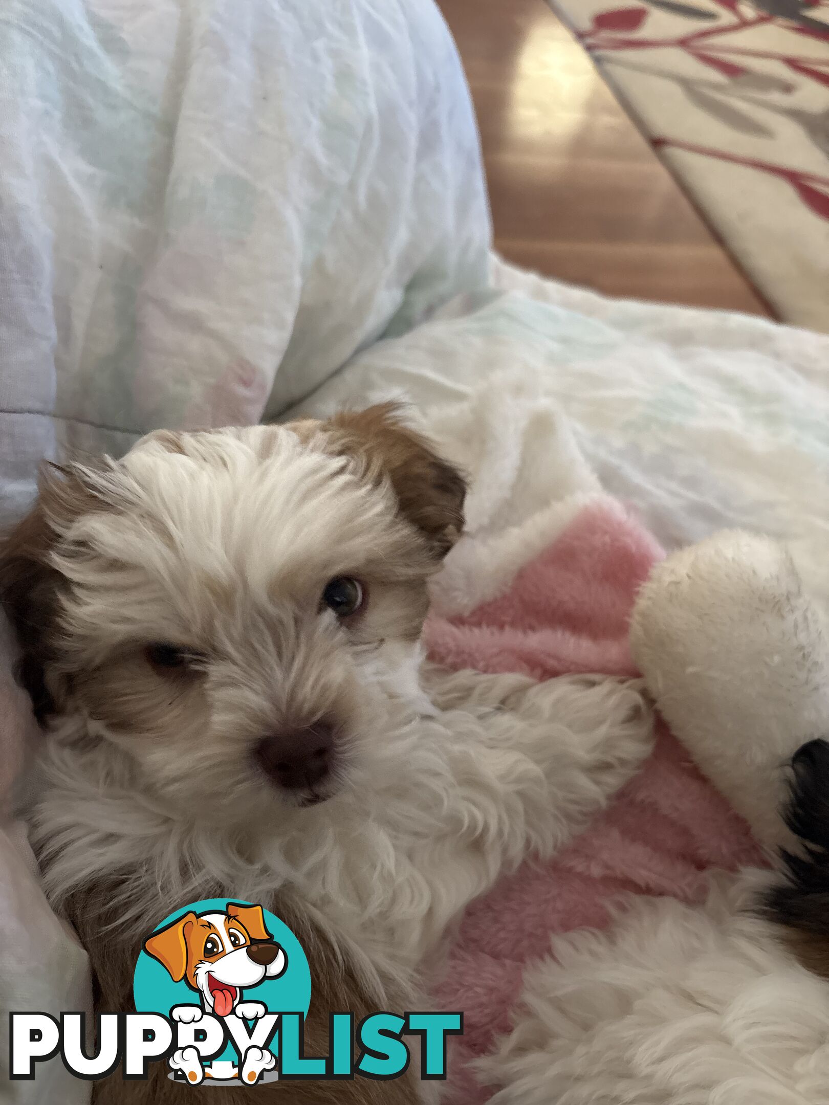 Adorable Maltese Shitzu puppies. ‼️ URGENT ❤️❤️Boys 🐾🐶🐶