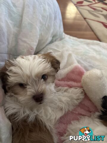 Adorable Maltese Shitzu puppies. ‼️ URGENT ❤️❤️Boys 🐾🐶🐶