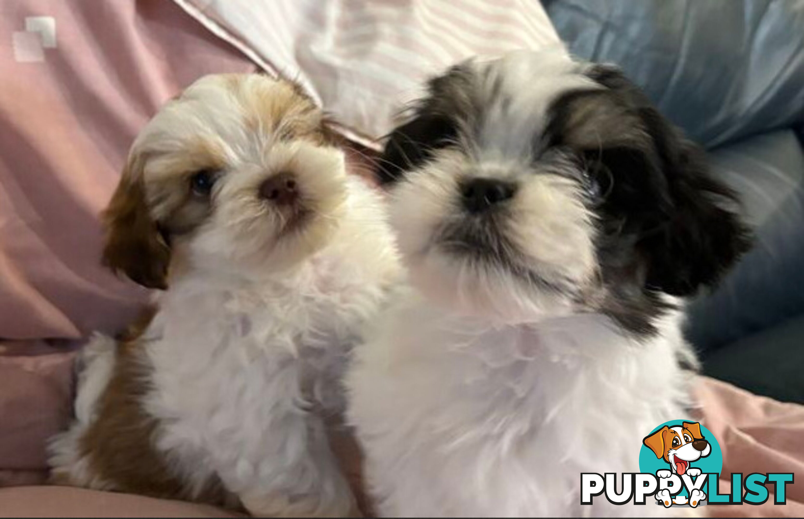 Adorable Maltese Shitzu puppies