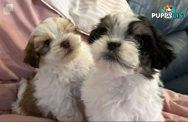 Adorable Maltese Shitzu puppies