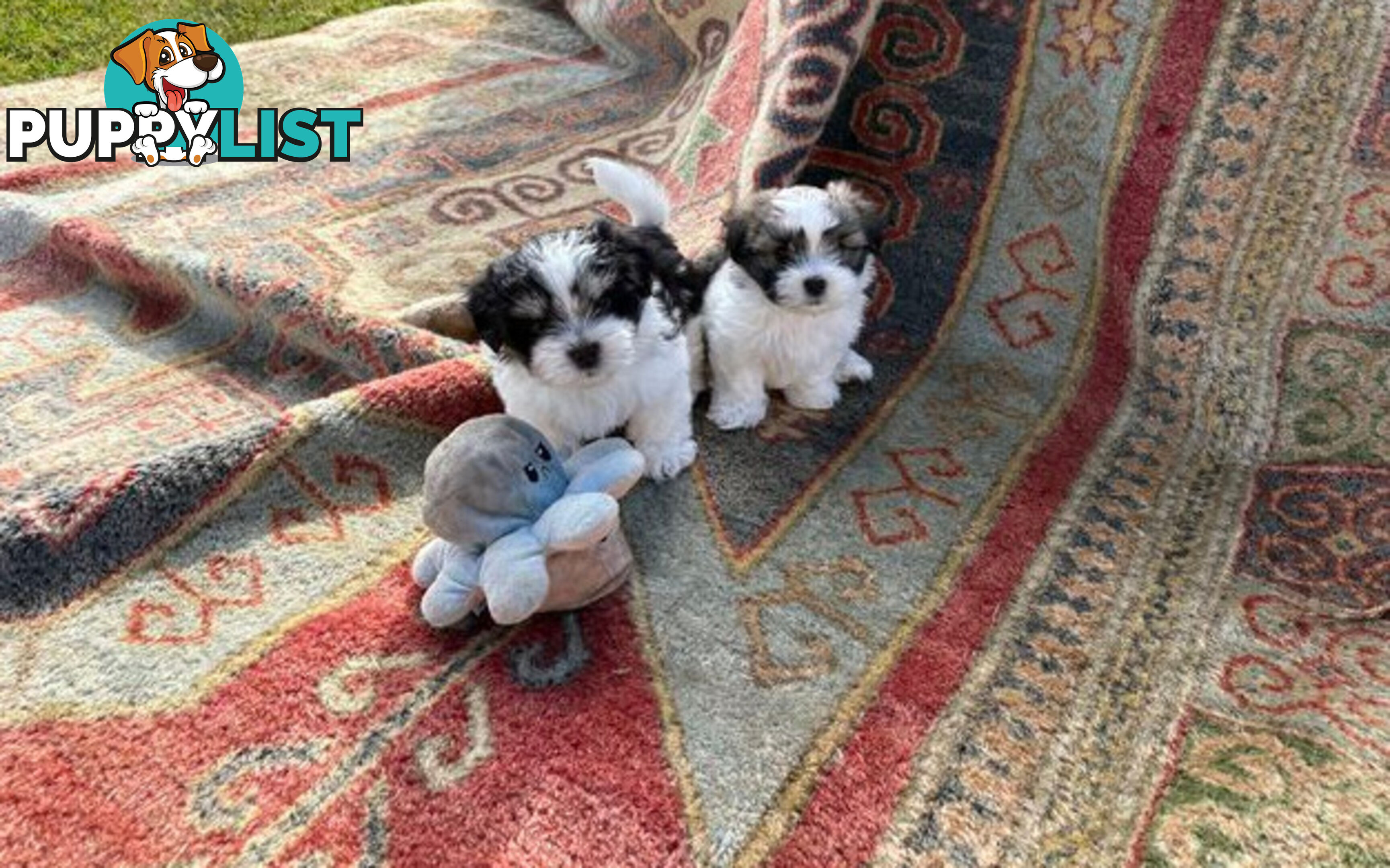 Adorable Maltese Shitzu puppies