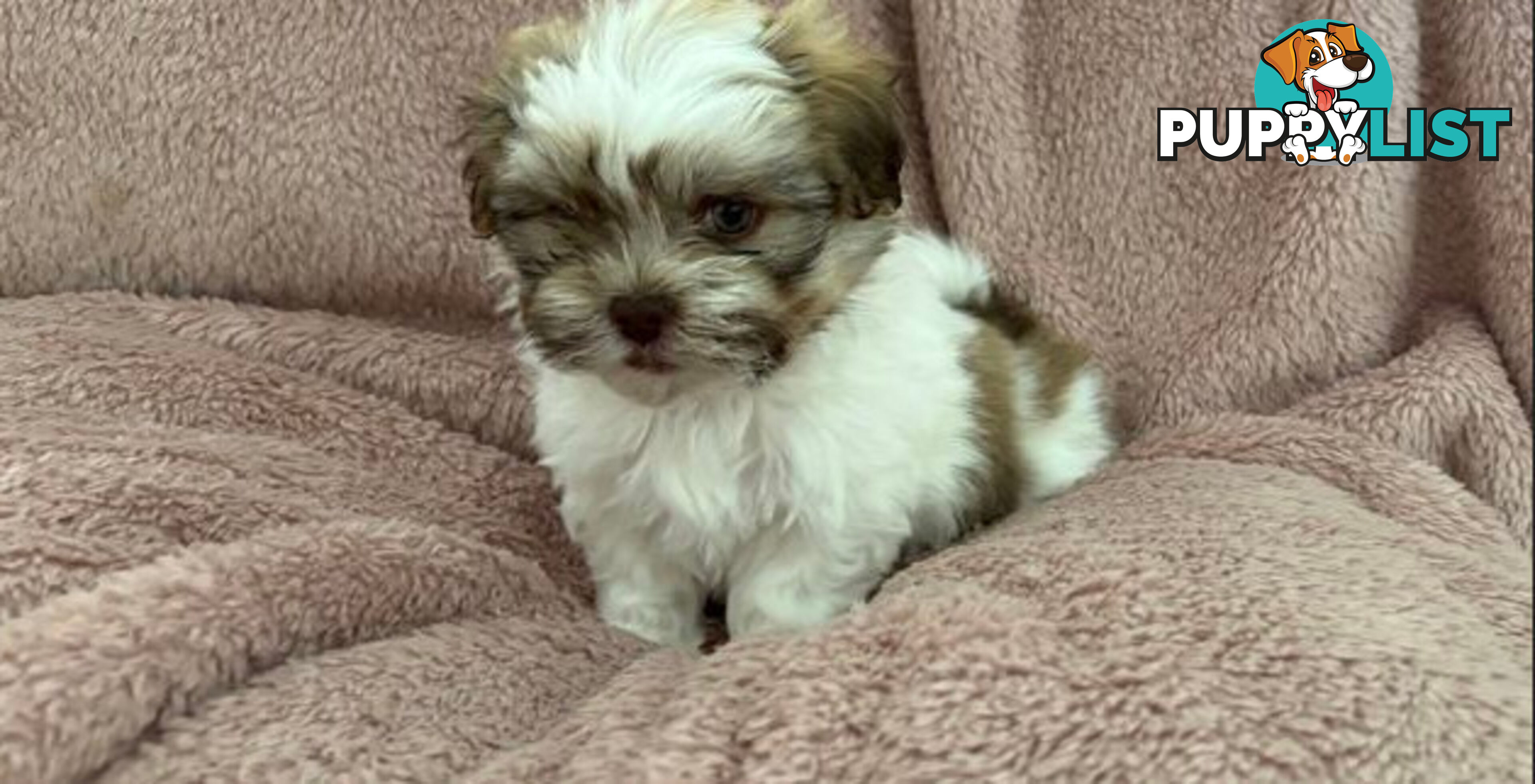 Adorable Maltese Shitzu puppies