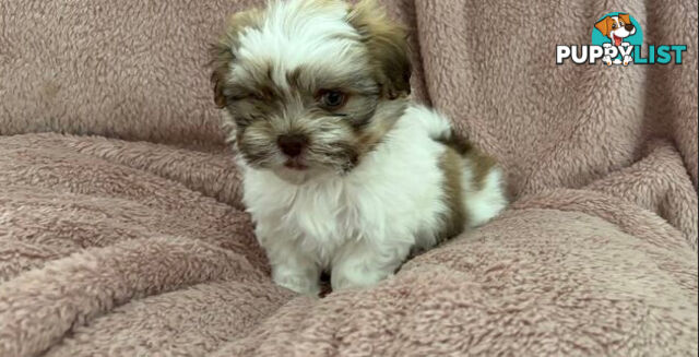Adorable Maltese Shitzu puppies
